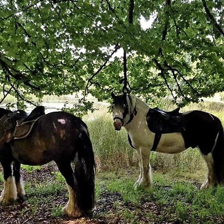 Les Vergers d'Epona Fremifontaine VOSGES Extérieur photo