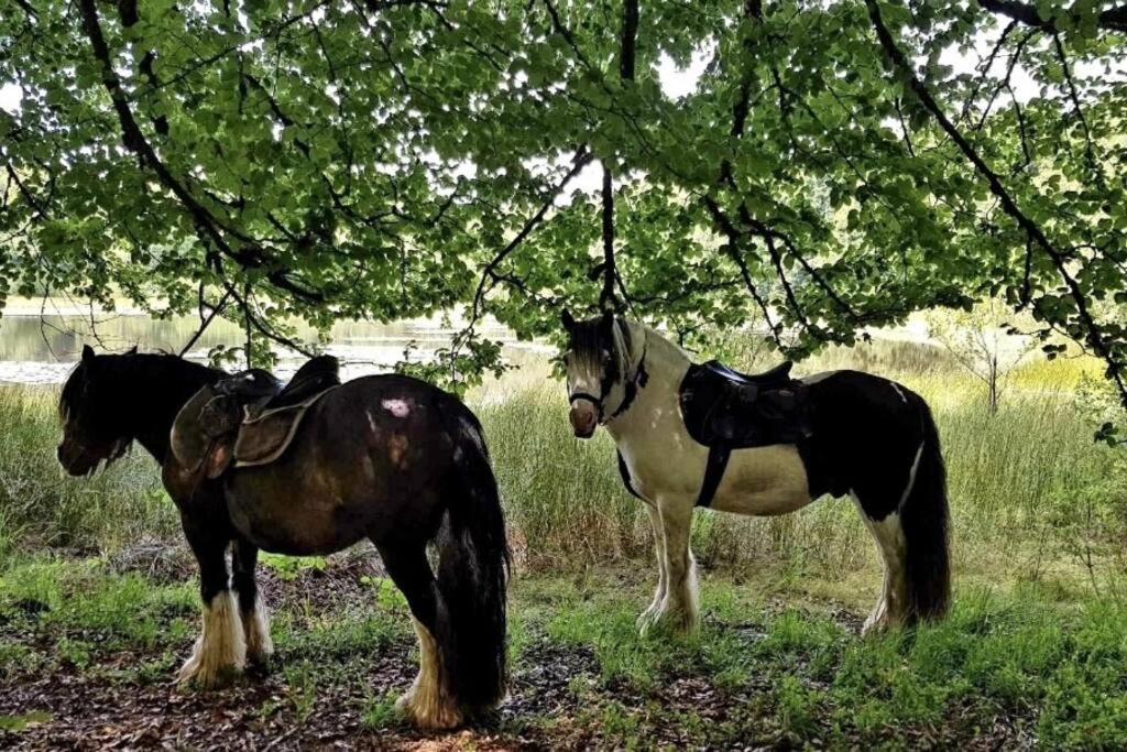 Les Vergers d'Epona Fremifontaine VOSGES Extérieur photo