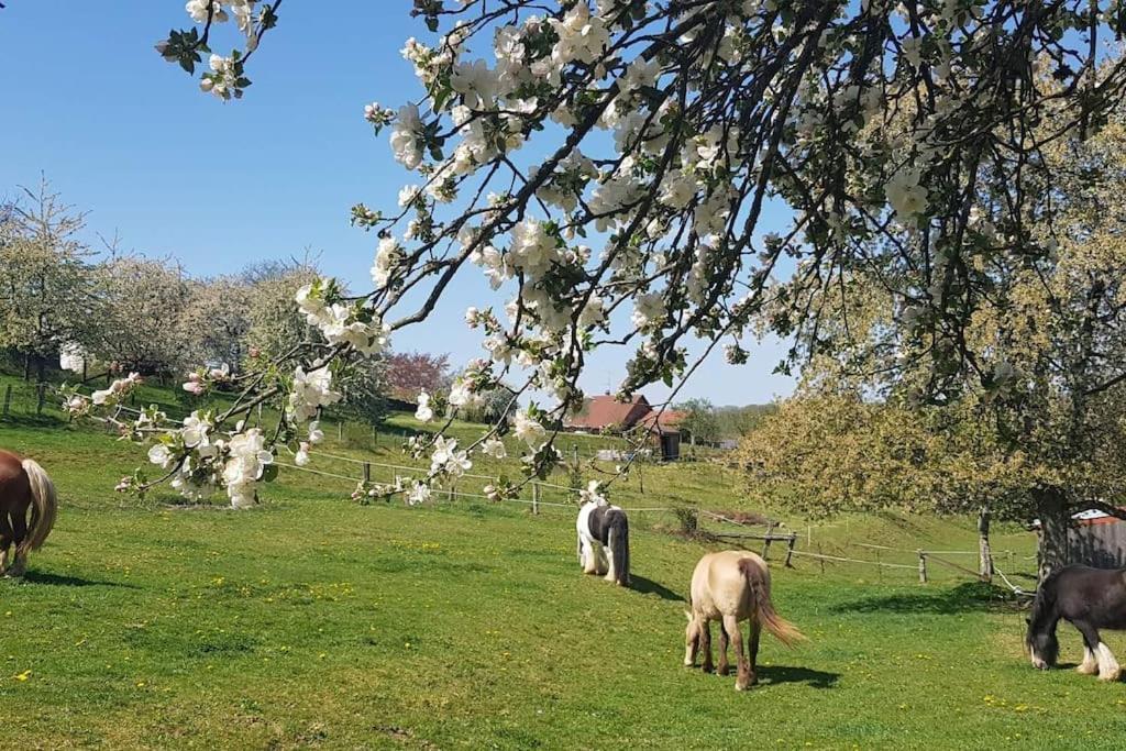 Les Vergers d'Epona Fremifontaine VOSGES Extérieur photo