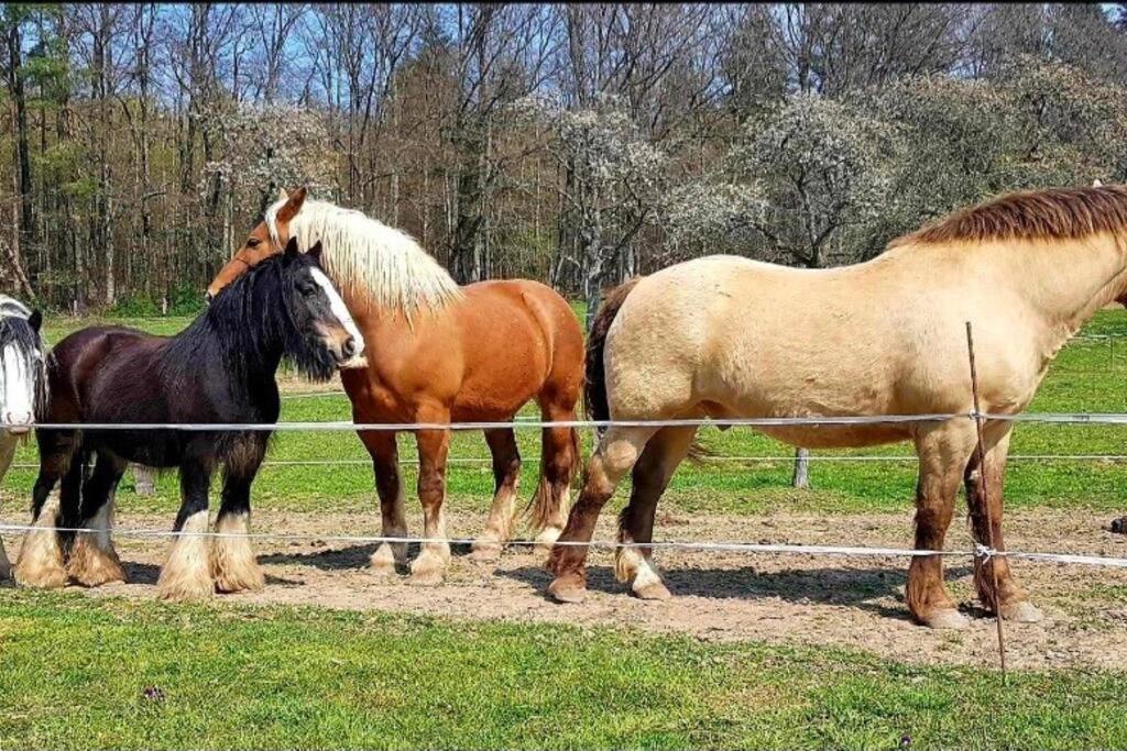 Les Vergers d'Epona Fremifontaine VOSGES Extérieur photo